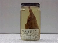藏品(石狗公)的圖片